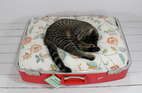Казалось бы, чем может привлечь кошку старый чемодан