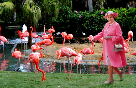 Королева Великобритании Елизавета II владеет целой стаей фламинго
