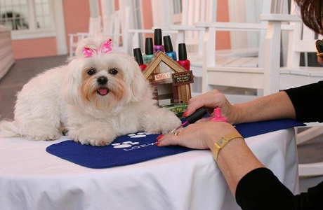 Специалисты салона красоты для питомцев помогают в подготовке собак к выставкам
