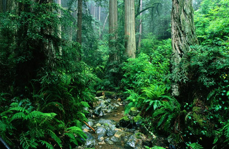 Путешествия : Новые семь чудес природы - Джунгли Амазонки