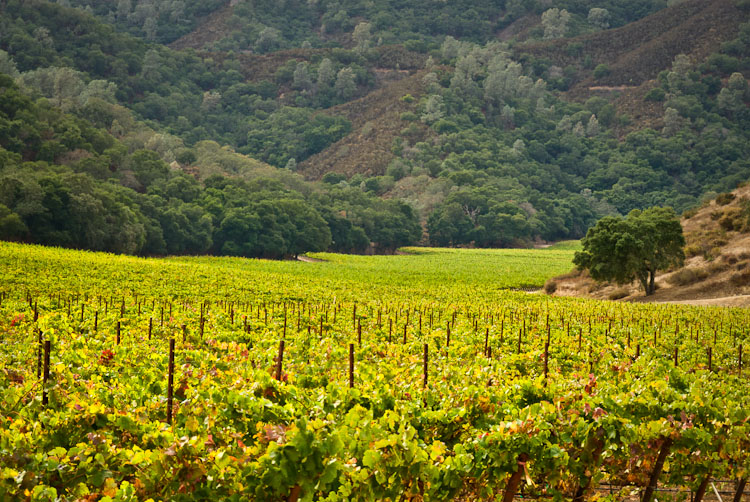  Благодаря влажному горному климату здесь производят роскошные белые и розовые вина