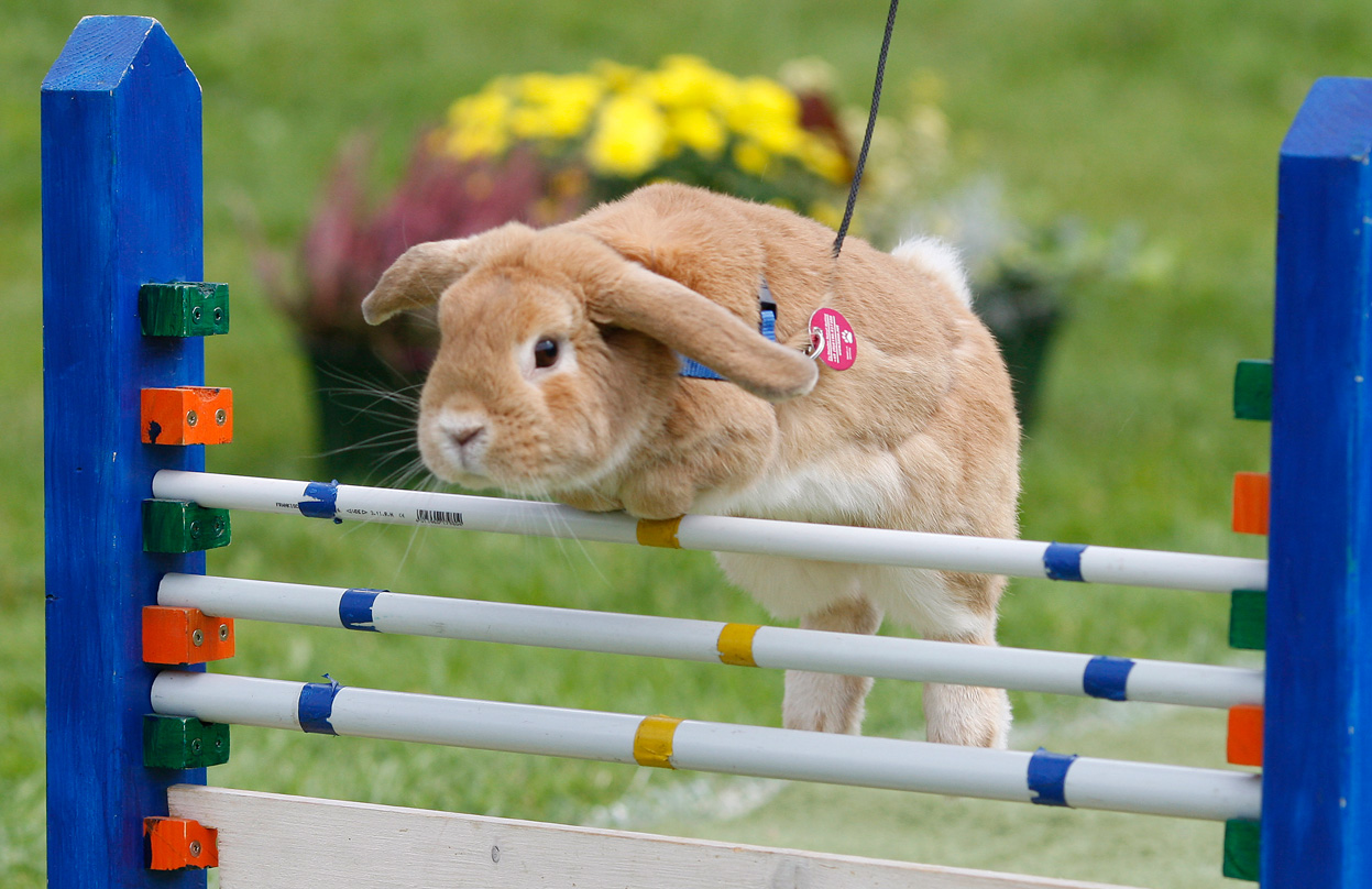 Чемпионат Европы среди кроликов в 2011 году прошел впервые.
