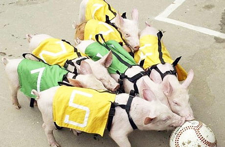 Еще один забавный спорта для животных – свинбол, или футбол для свиней.