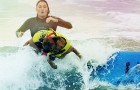 Питомцы Lux : Масштабное соревнование среди собак-серфингистов в Калифорнии
