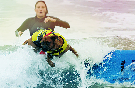 Питомцы Lux :Спорт для животных - собаки-серфингисты