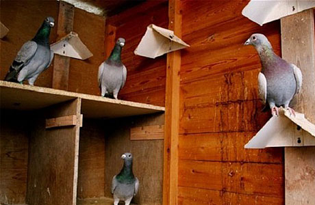 Питомцы: почтовые голуби