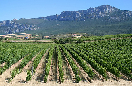 плантации винограда