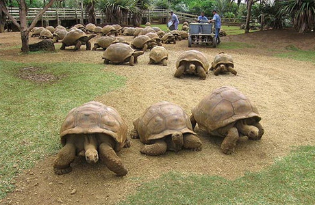 Майские праздники с черепахами