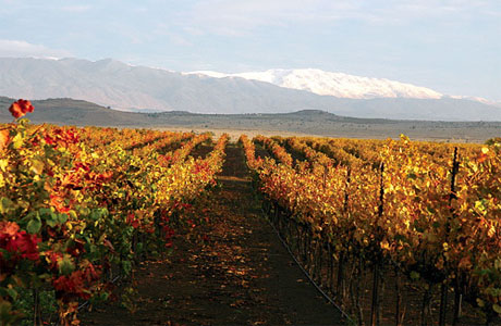 виноградники Golan Heights Winery