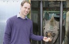 Принц Уильям - защитник носорогов