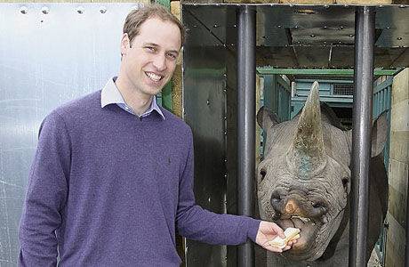 Принц Уильям познакомился с черными носорогами в Танзании