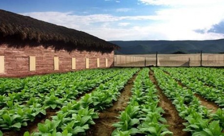 Плантация, где выращивают табак