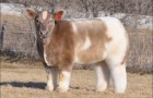 Плюшевая корова стоит от $5 тыс.
