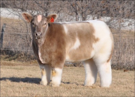 Плюшевая корова стоит от $5 тыс.