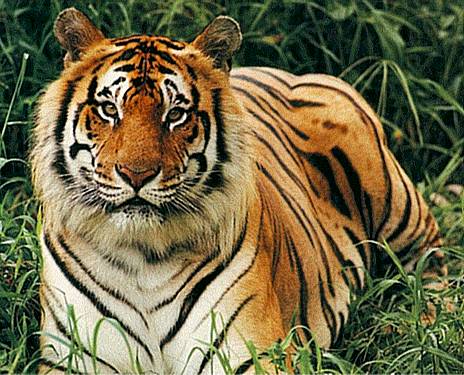 Непальский тигр