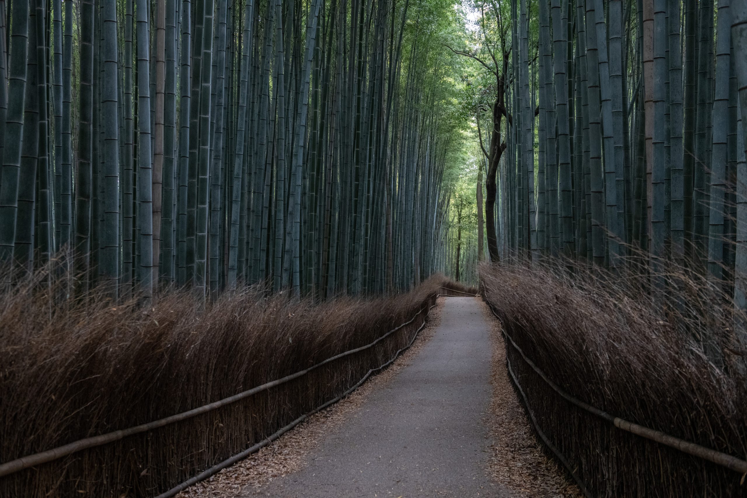 Bamboo photo