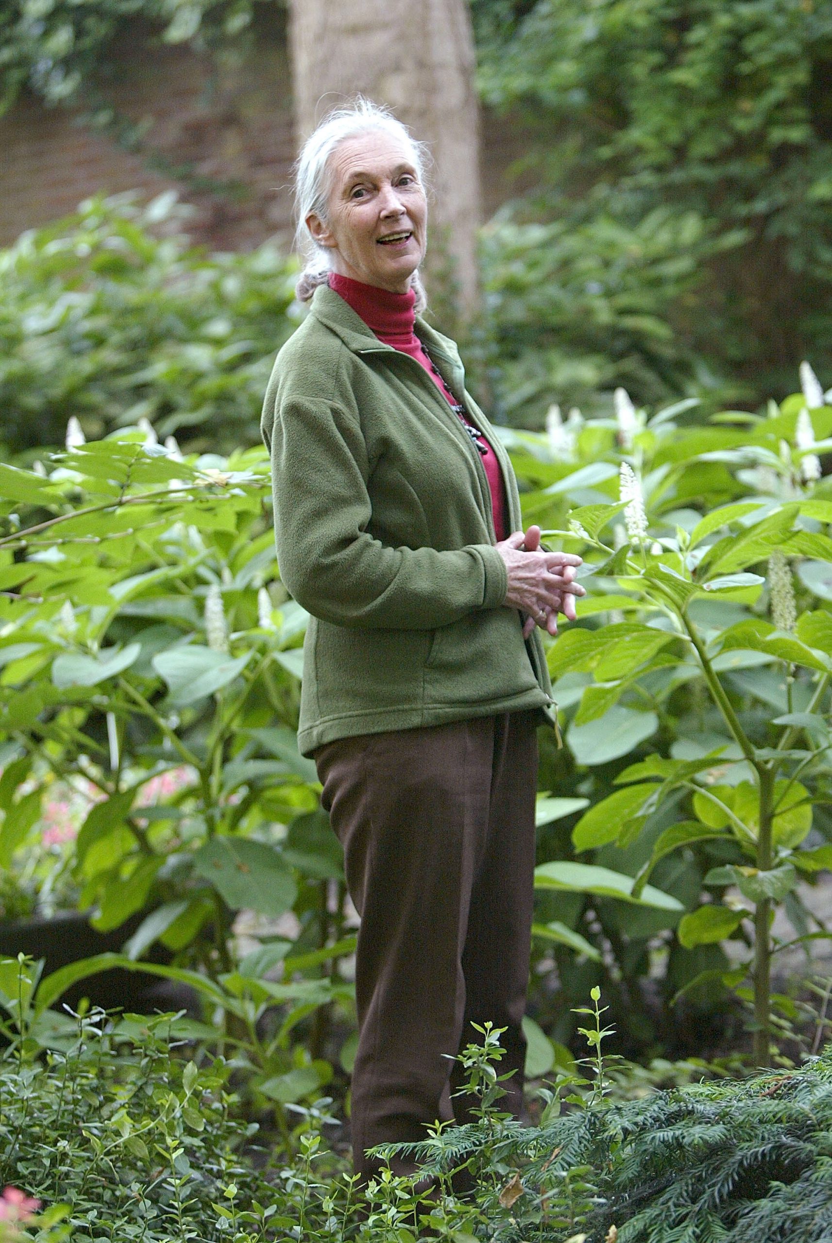 Jane Goodall photo