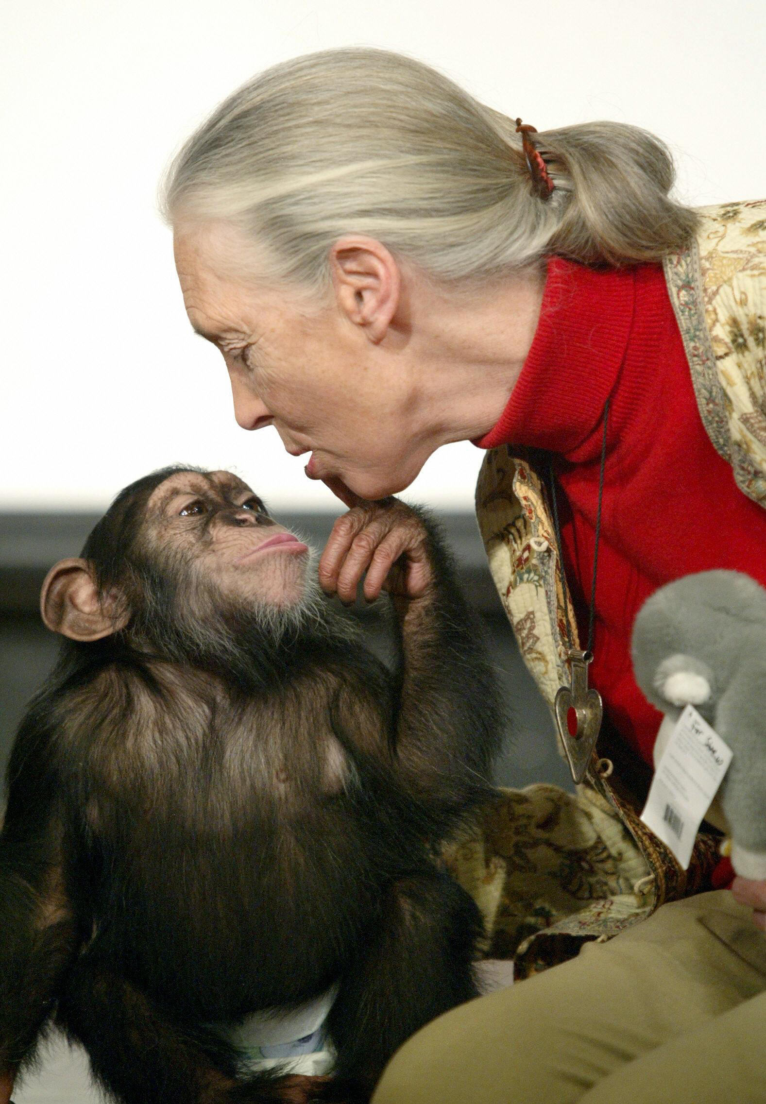 Jane Goodall photo 2