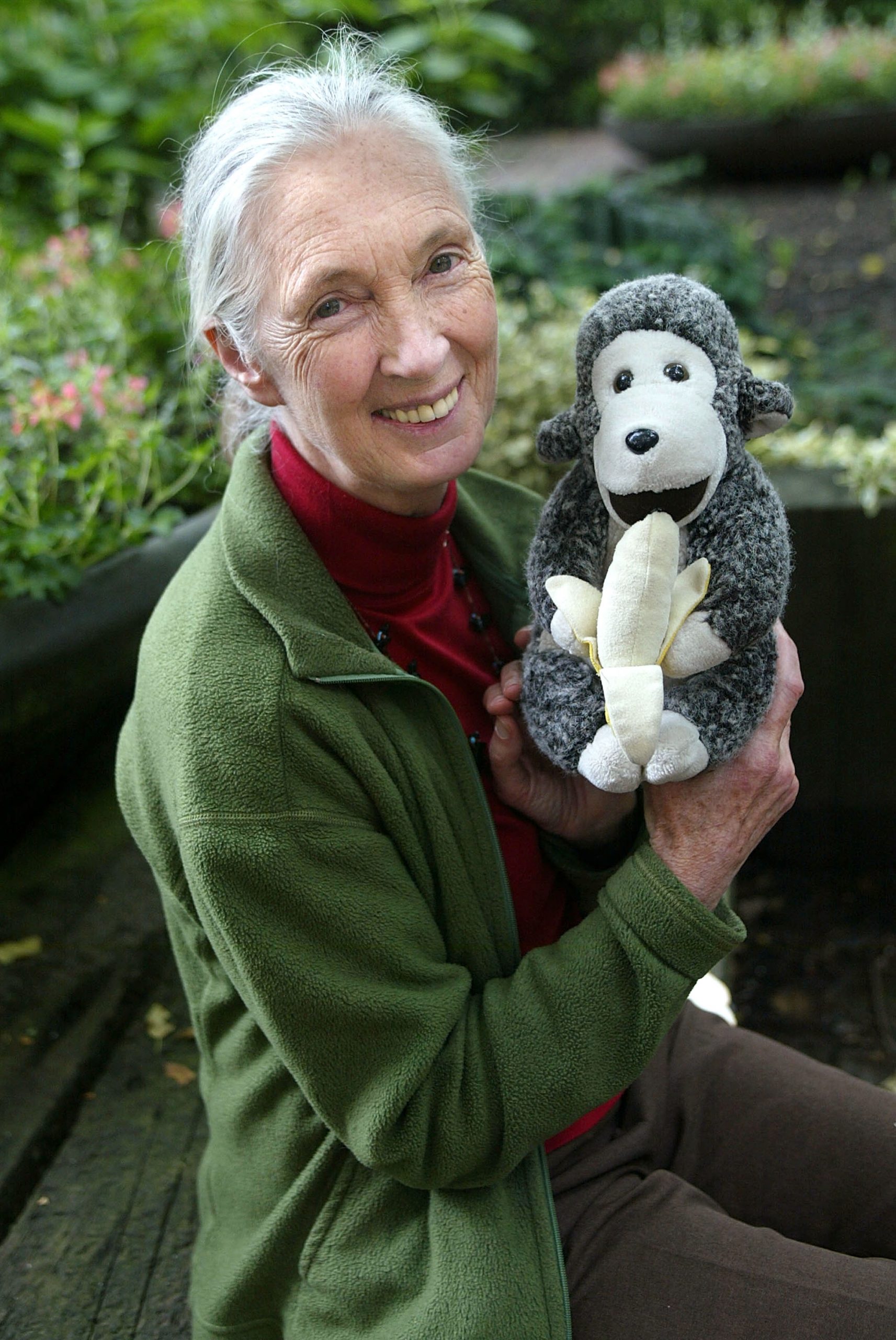 Jane Goodall photo 3