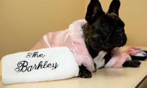 The Barkley Pet Hotel in Westlake Village