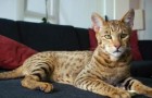 Ашера считалась самой крупной и дорогой кошкой в мире