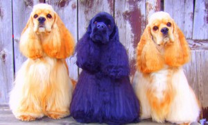 three american cocker spaniels