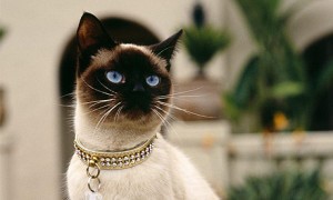 burmese-cat