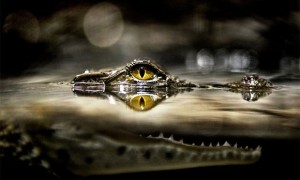 Крокодила на Украине можно купить за 6 тыс. грн
