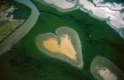 Сердце из мангровых деревьев в Новой Каледонии